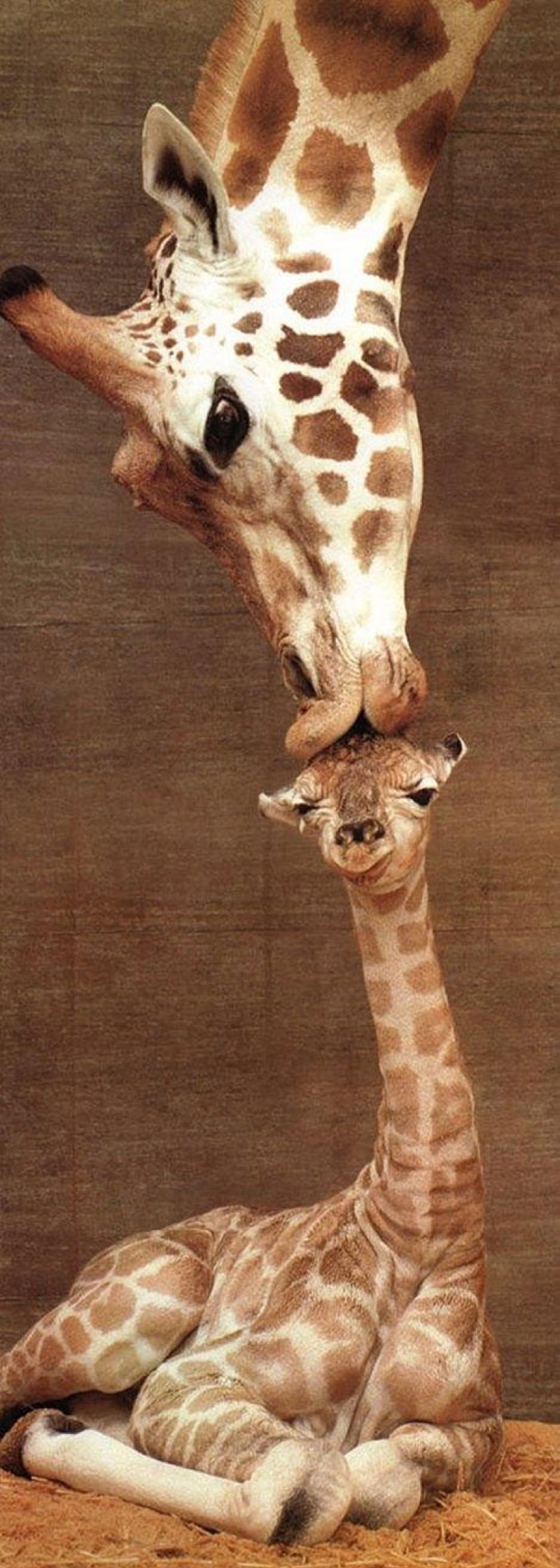 Mom Kisses Baby Giraffe