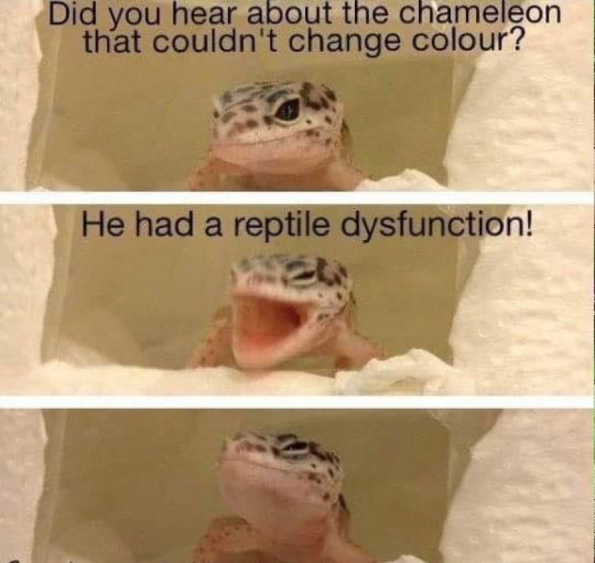 Lizard Humor