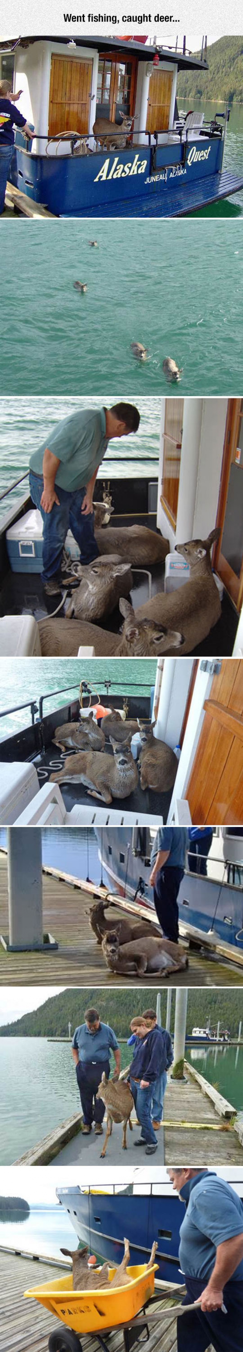 Deer Fishing Done Properly