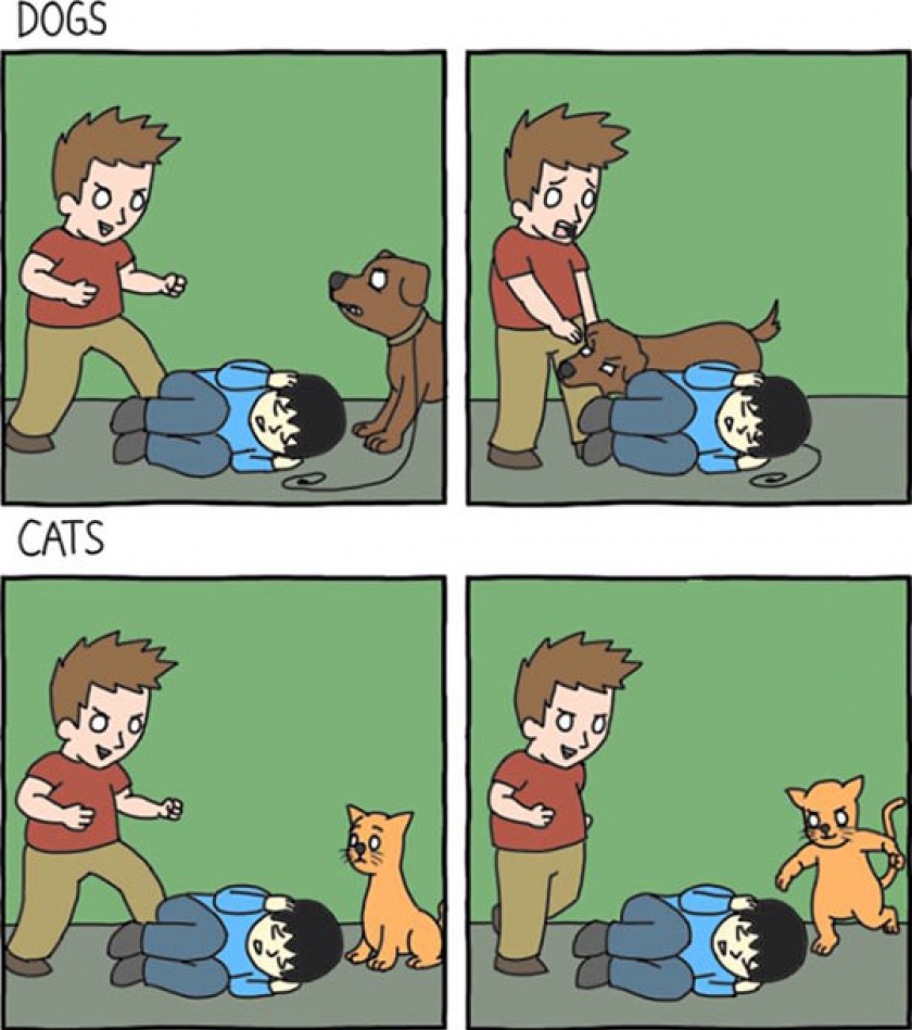 Dogs Vs Cats, The Main Difference