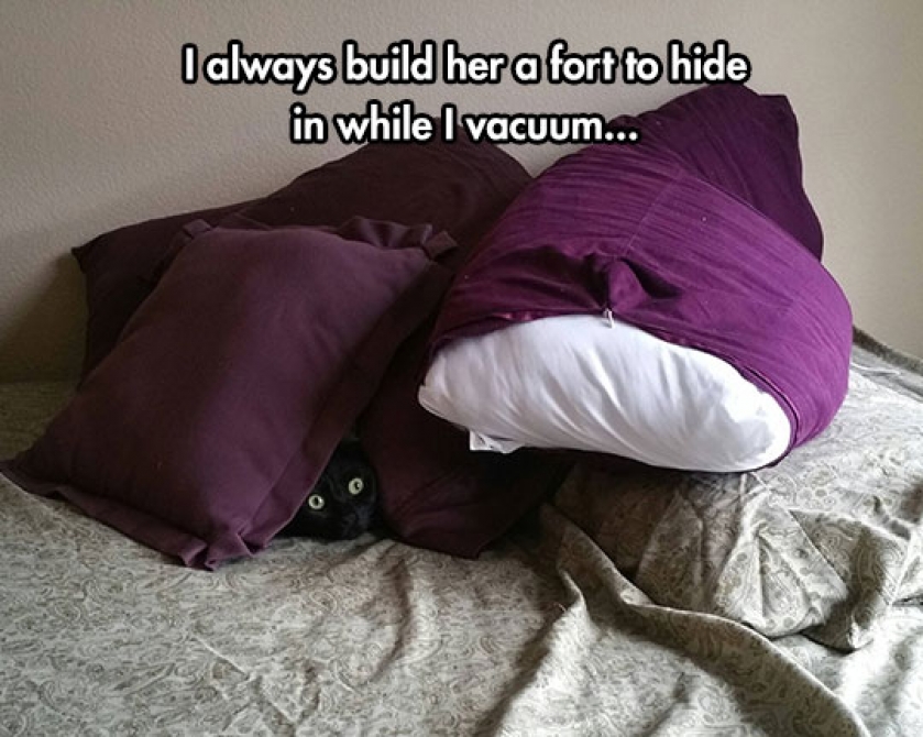 Cat Fort