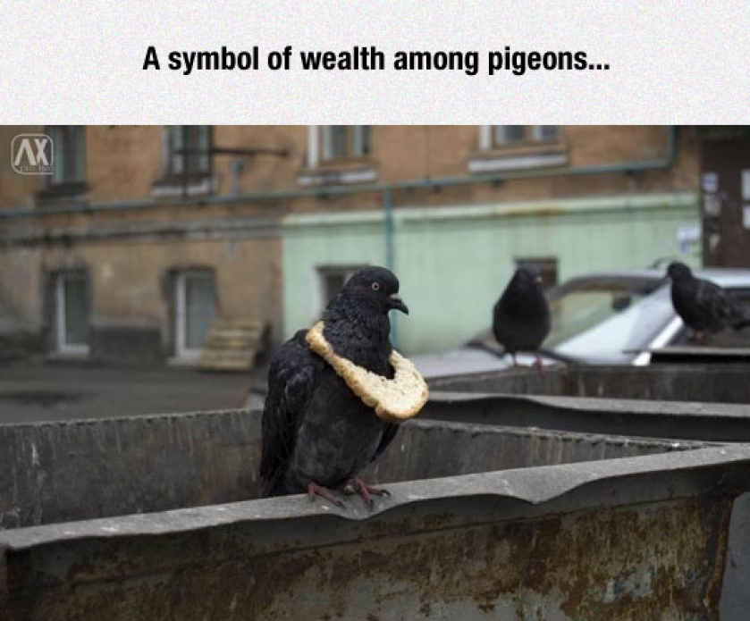 It’s Like The Pigeon Version Of Drake