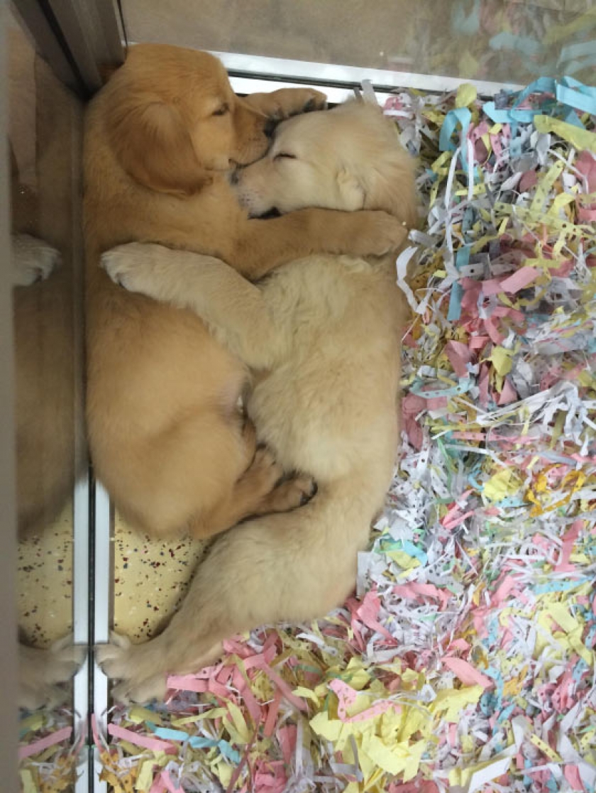 Puppy Hugs Are The Best Kind Of Hugs