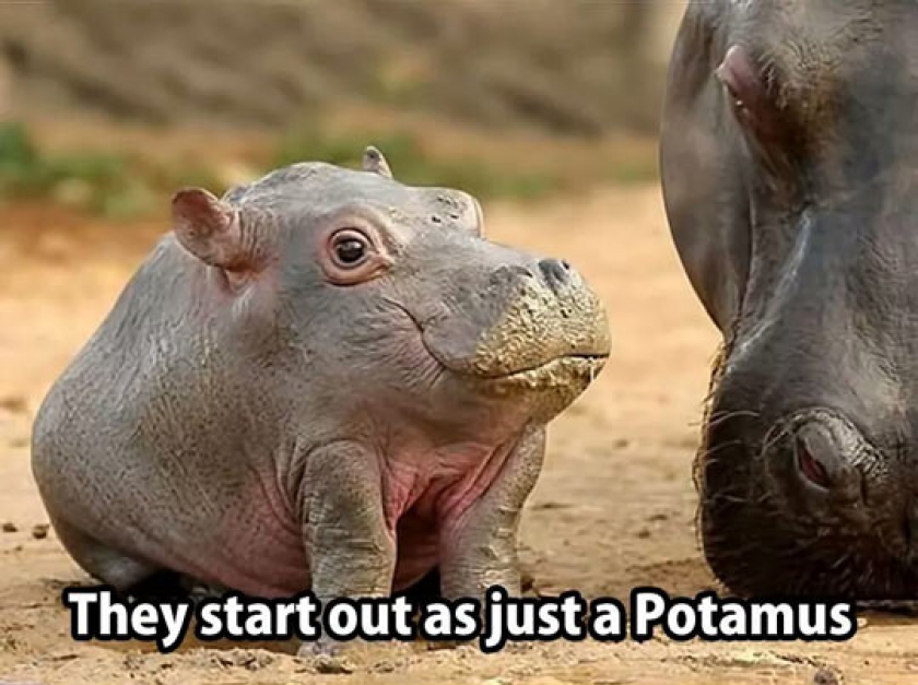 They Grow The Hippo Part Later