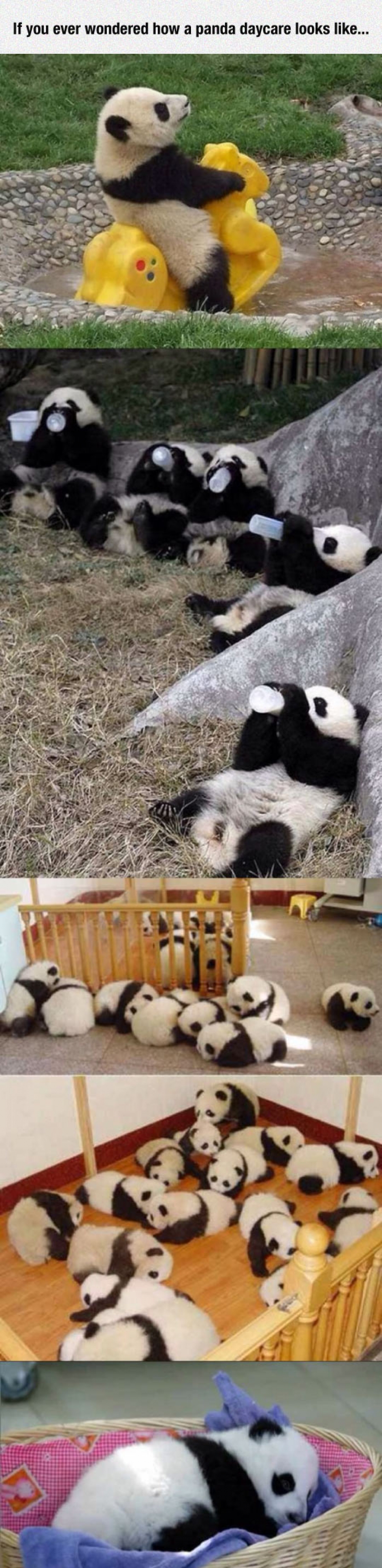 Panda Daycare