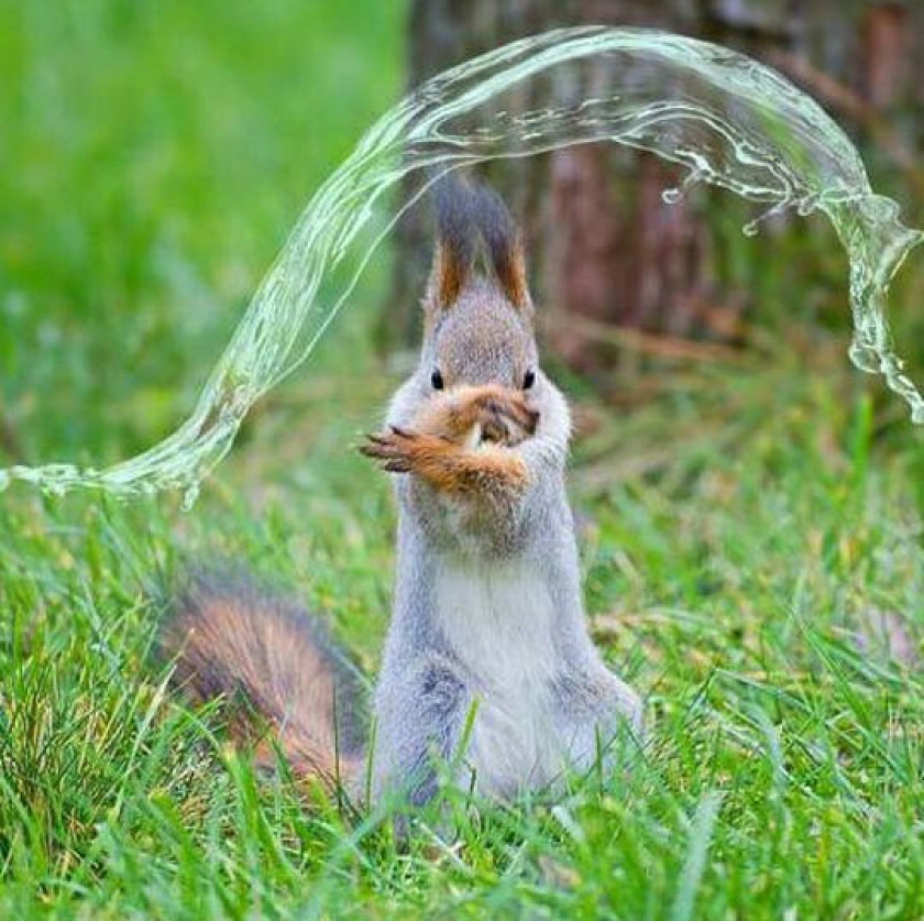 Waterbending Squirrel