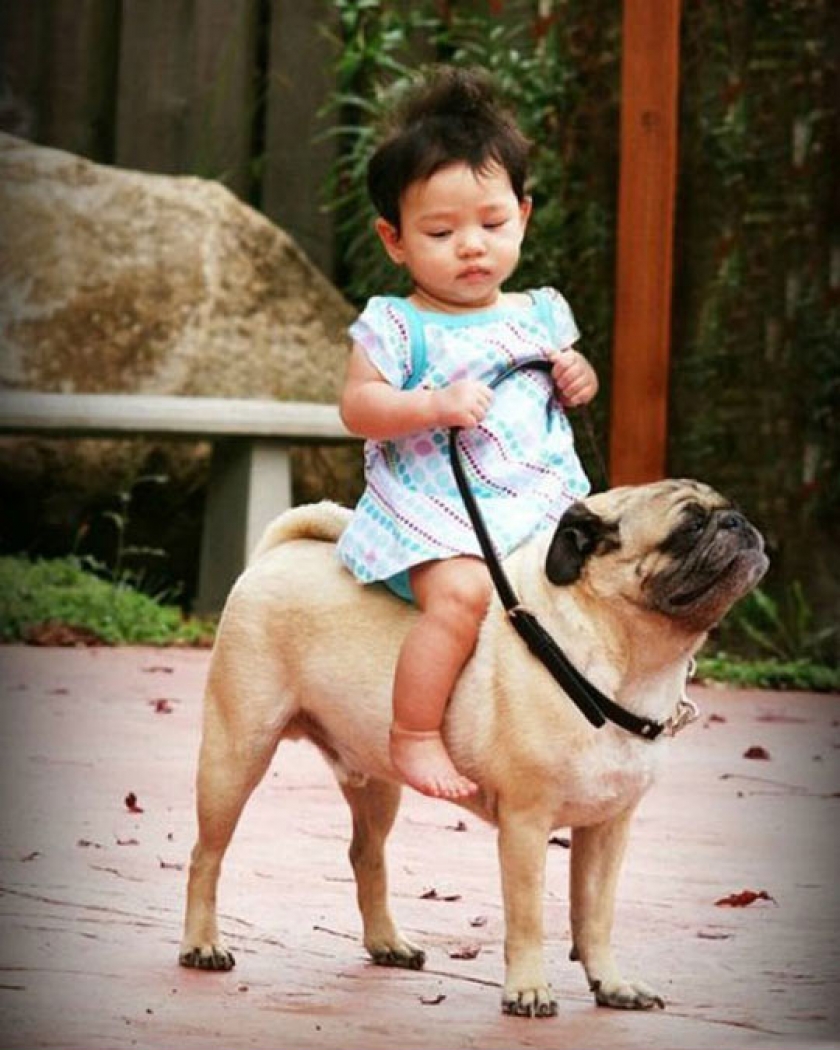 The Pug Rider, This Pug Looks So Proud