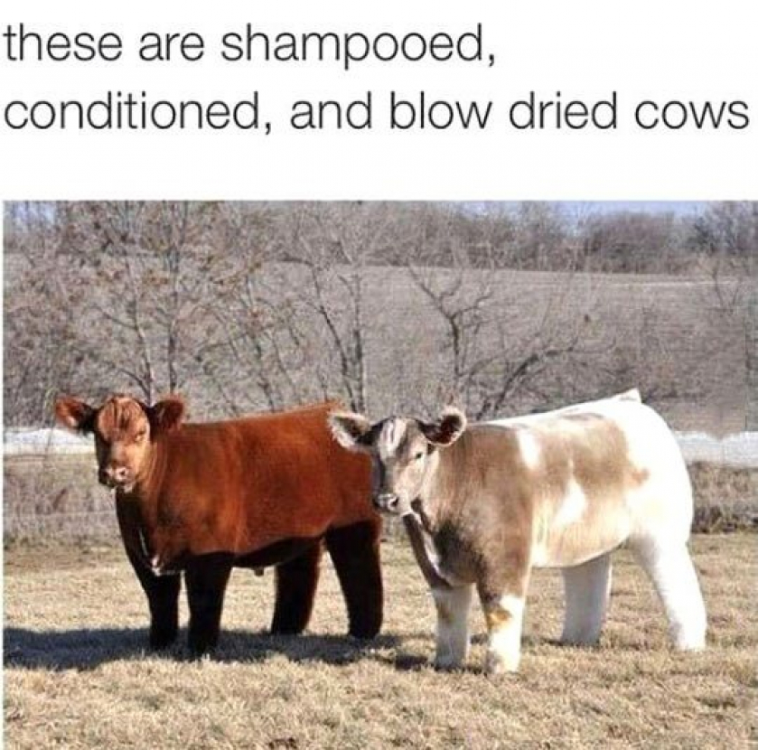 Incredibly Fluffy Cows