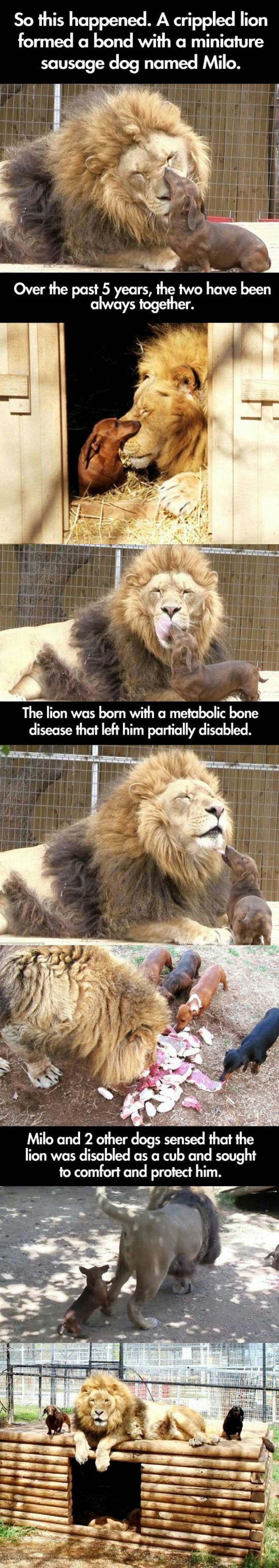 Dogs Protect Lion