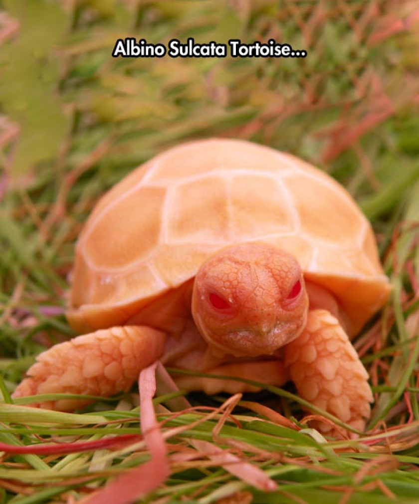 Very Unique Tortoise