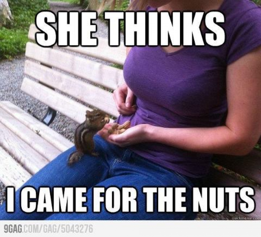 I thought the same. Натс Мем. These Nuts. Well suck on these Nuts. Wow that was fast meme Chipmunk.