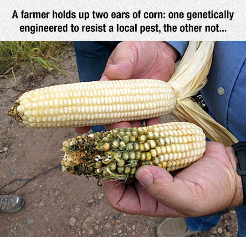 Two Ears Of Corn