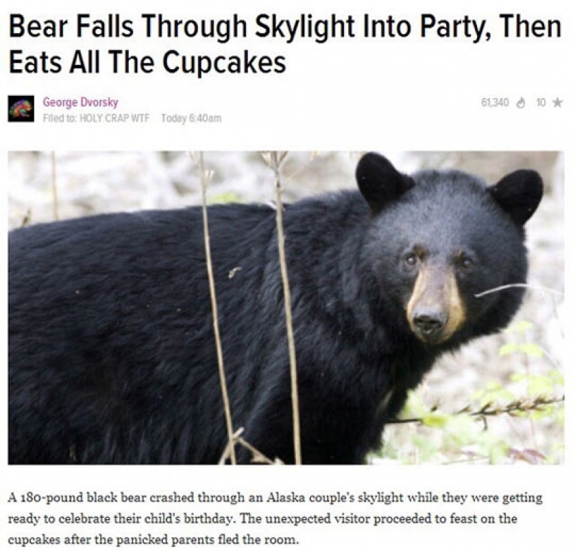 My Kind Of Bear