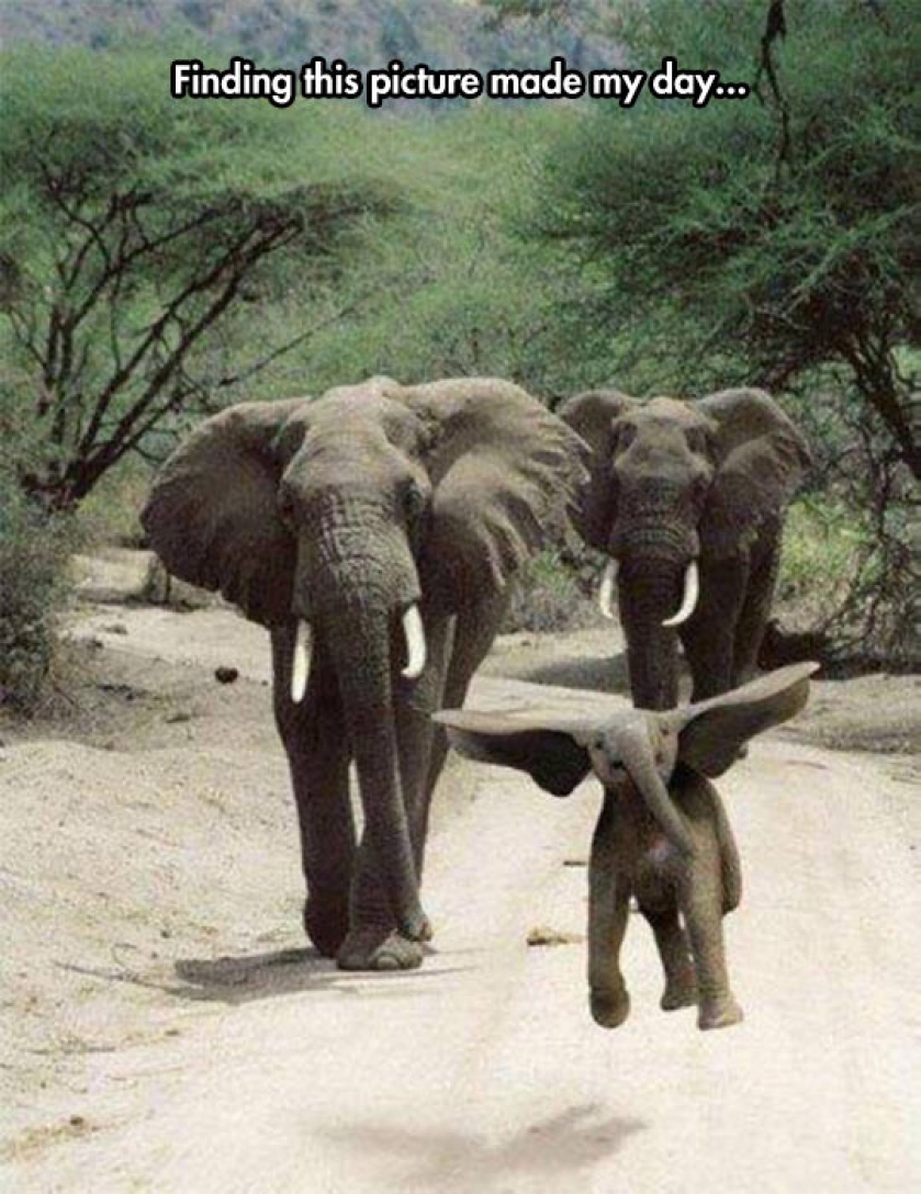 Dumbo Is Real
