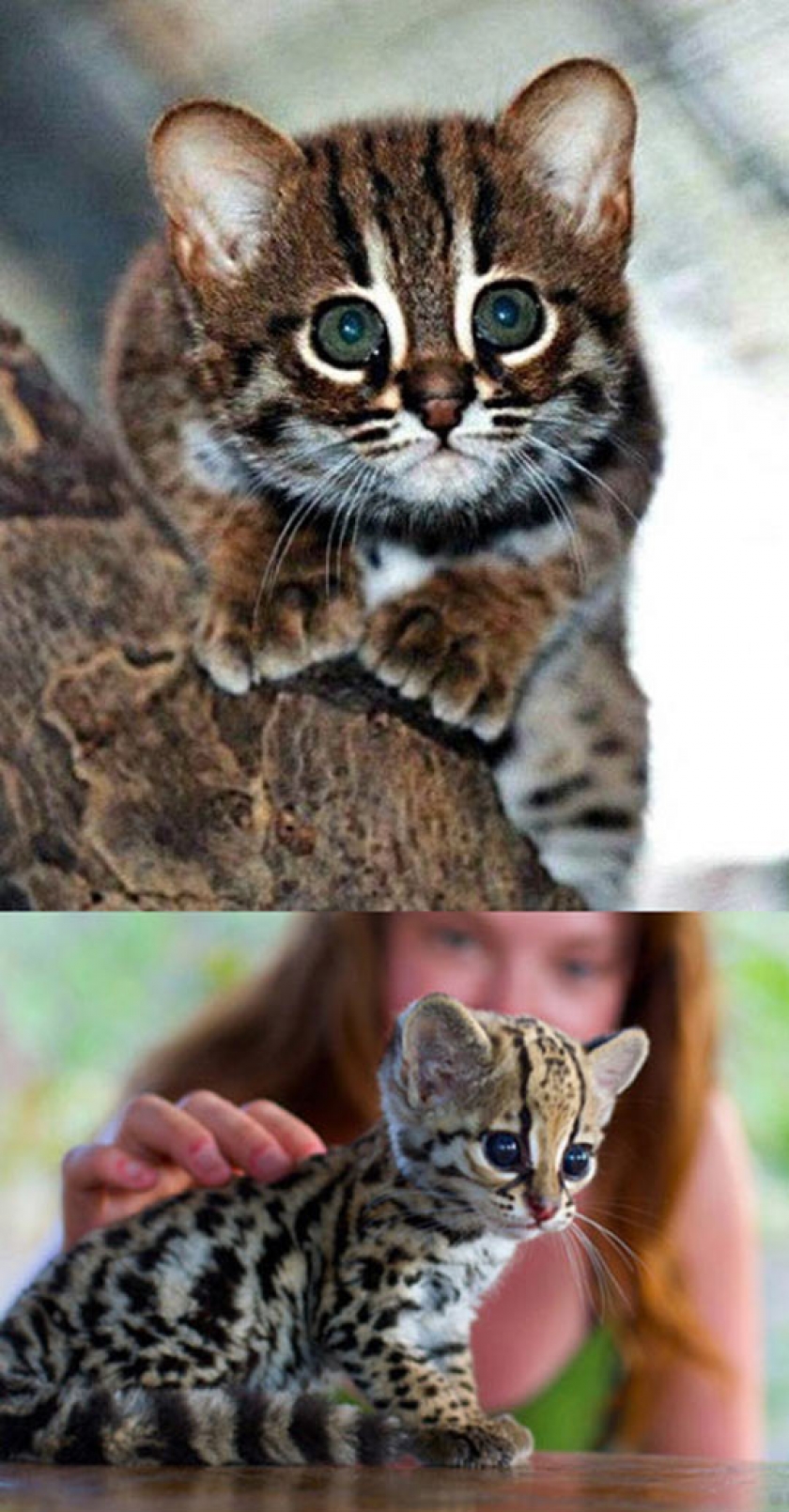 Can Ocelots Be Any More Cute?