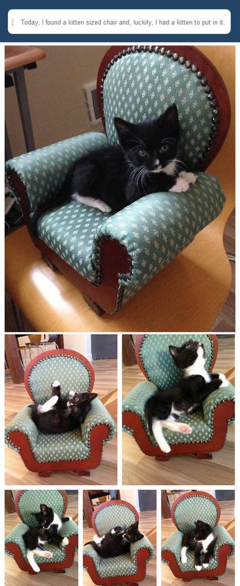Kitten-Sized Chair