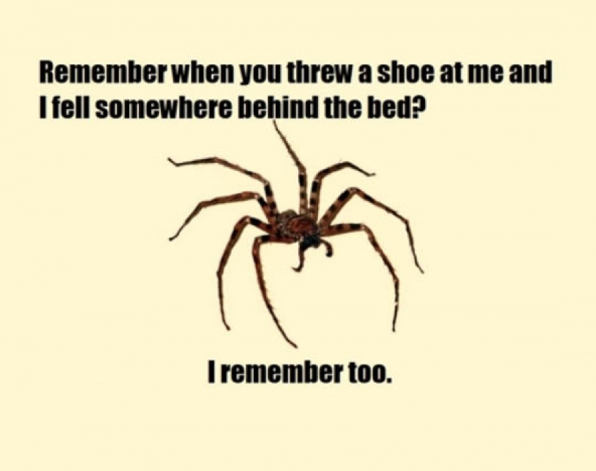 Spiders Do Remember