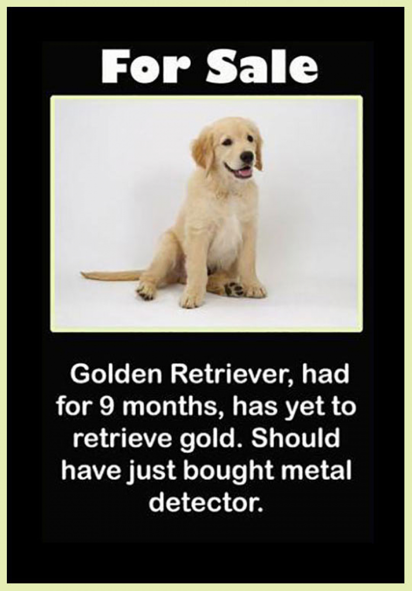 Golden Retriever For Sale