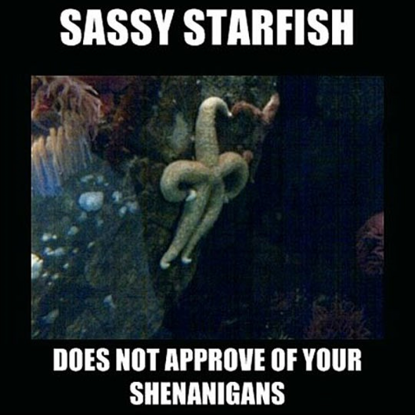 Starfish With An Attitude