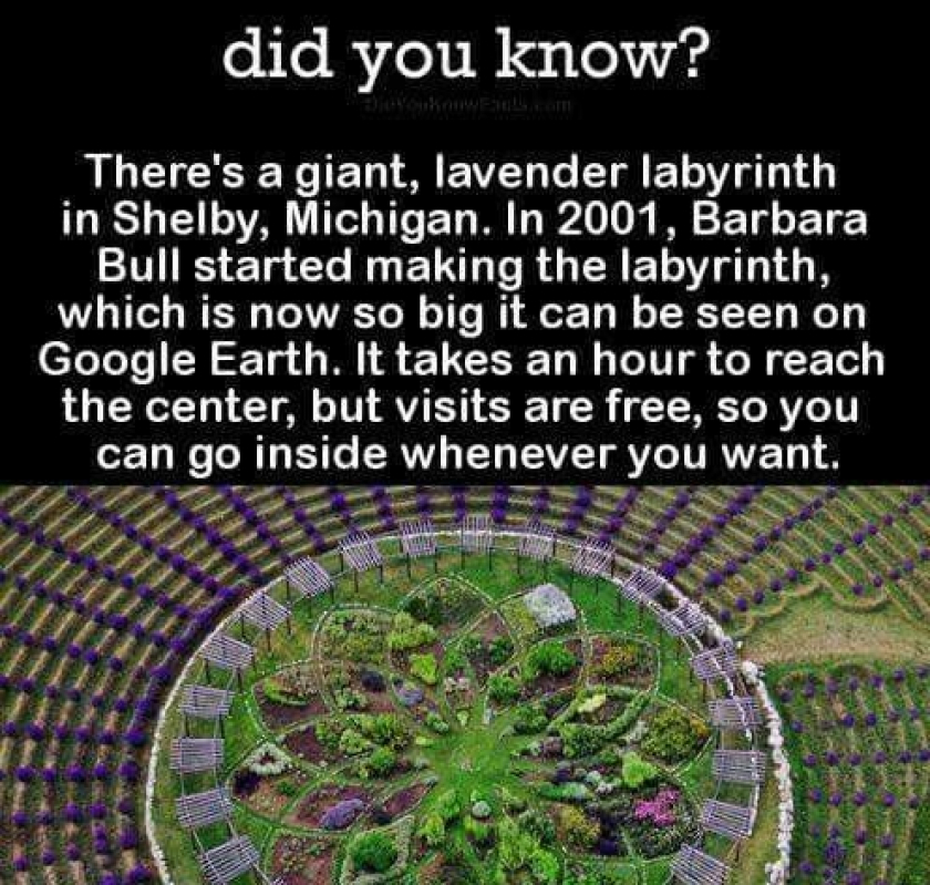Lavender Labrynith