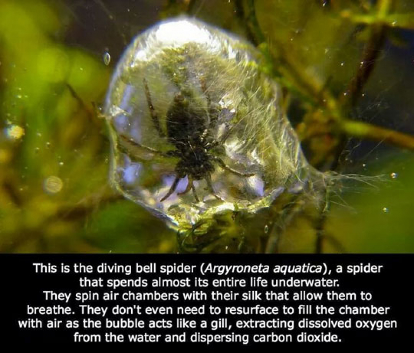 There’s An Underwater Spider?