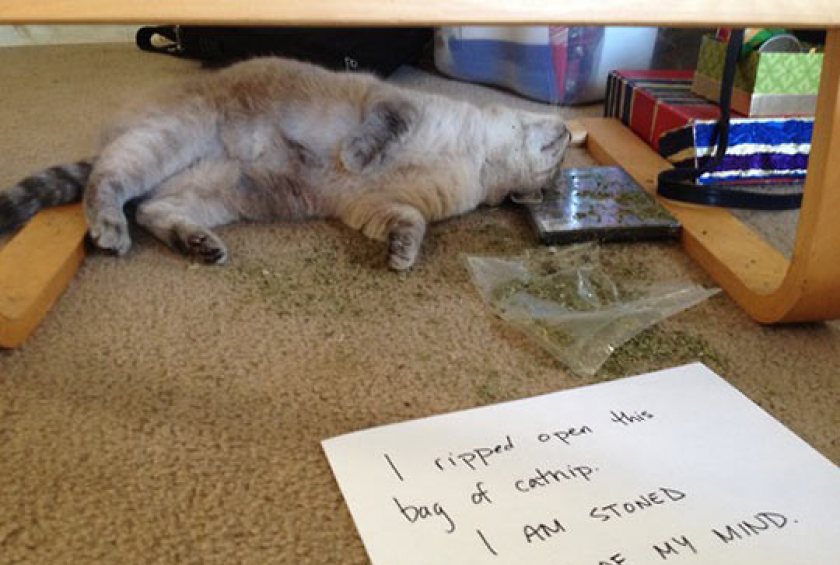 Perhaps This Cat Needs An Intervention