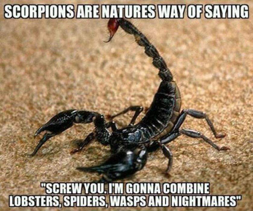 Truth About Scorpions