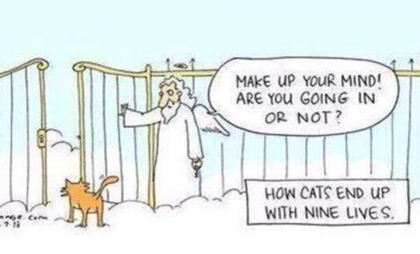 How Cats End Up With Nine Lives