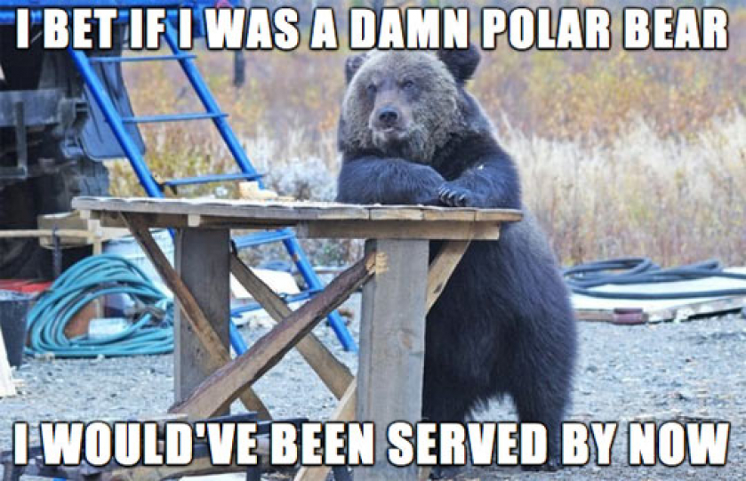 Grizzly Bears Have It Rough