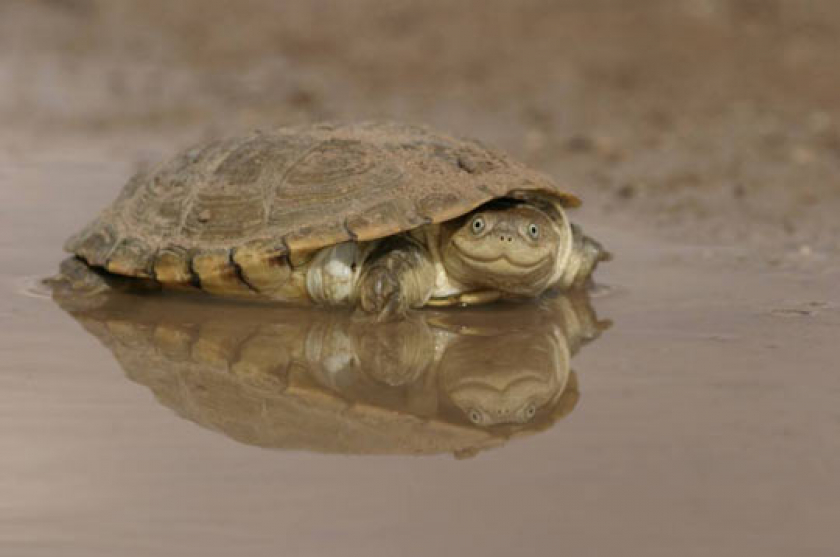 African Helmeted Turtle’s Face
