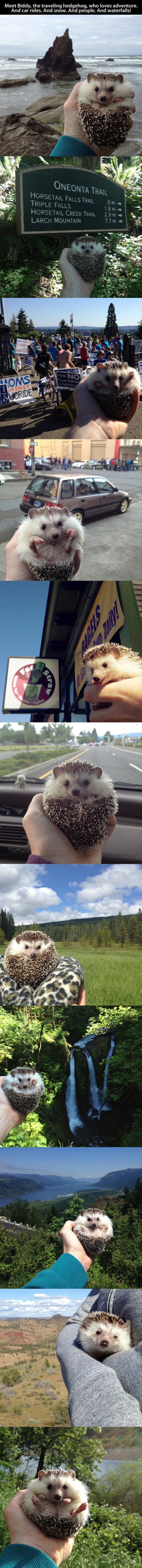 This Guy Is Known As The Traveling Hedgehog