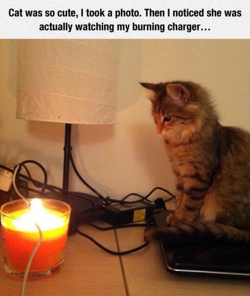 Some cats want to watch your charger burn