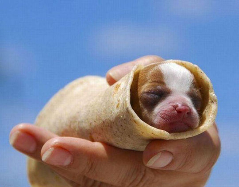 Probably The Cutest Burrito Ever