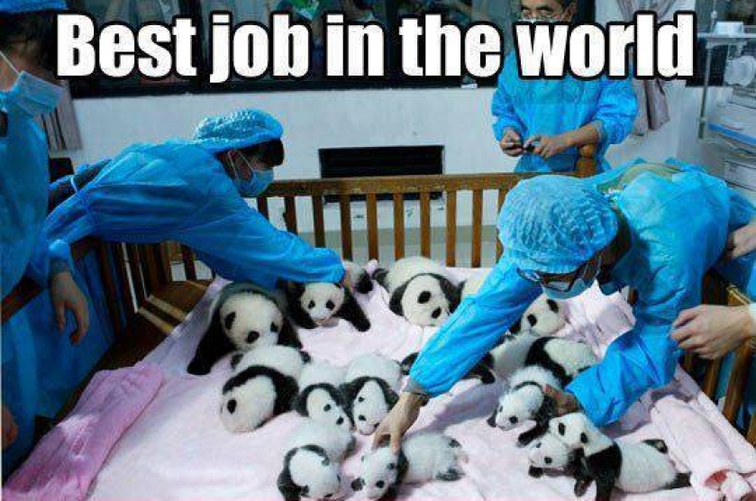                          Best job in the world                      