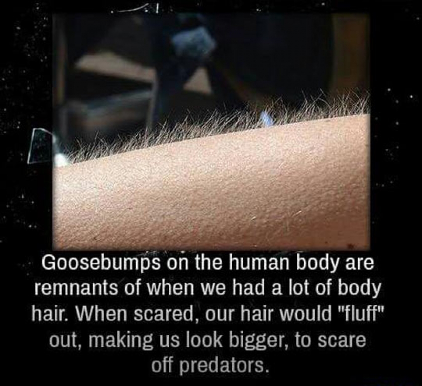 Why We Get Goosebumps