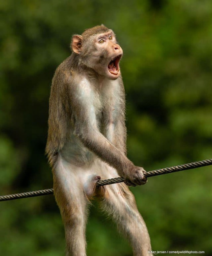 this golden silk monkey photo won the 2021 comedy wildlife award!