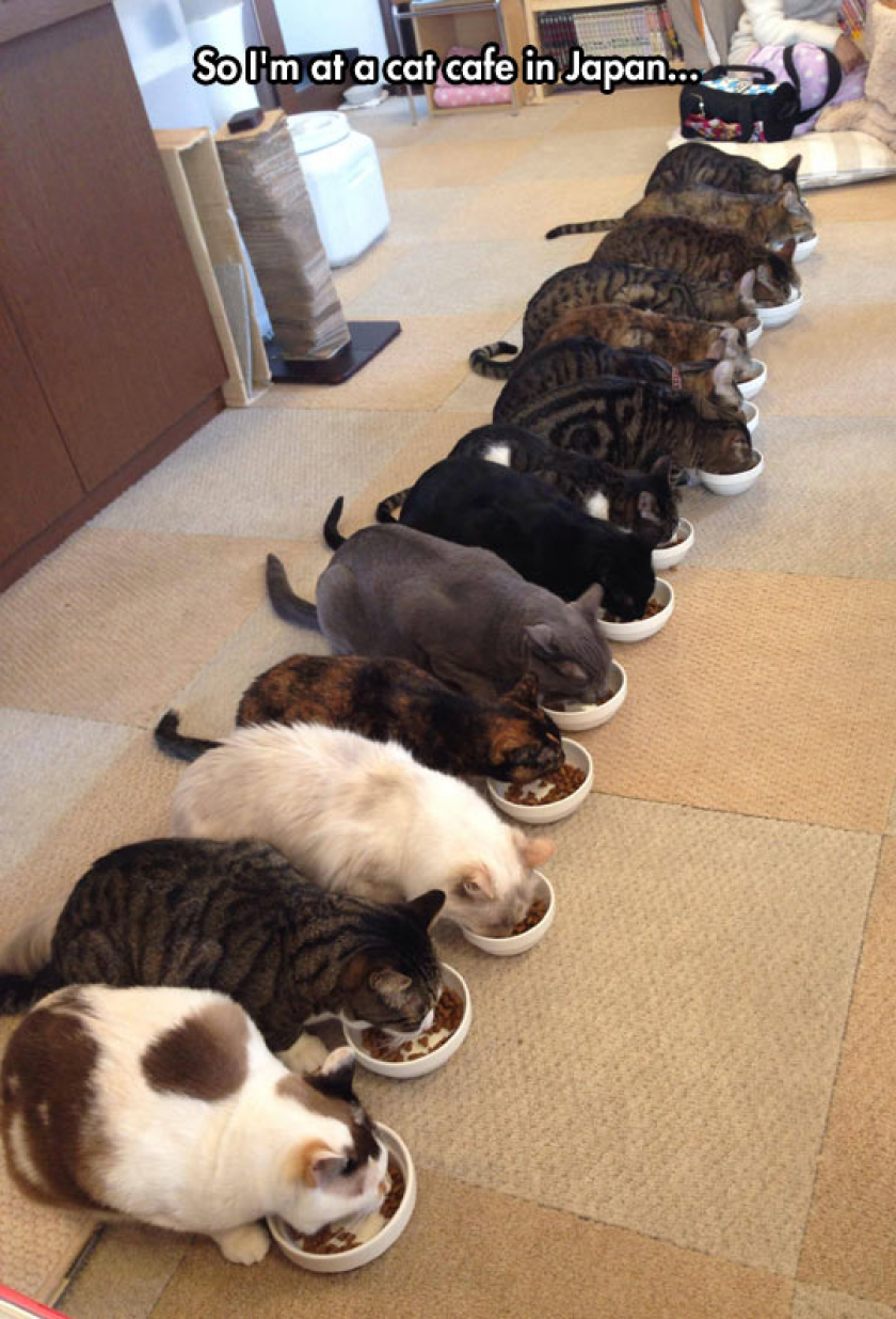 Kitty Cafe In Japan