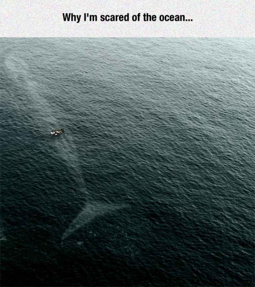 That Whale Is Too Big