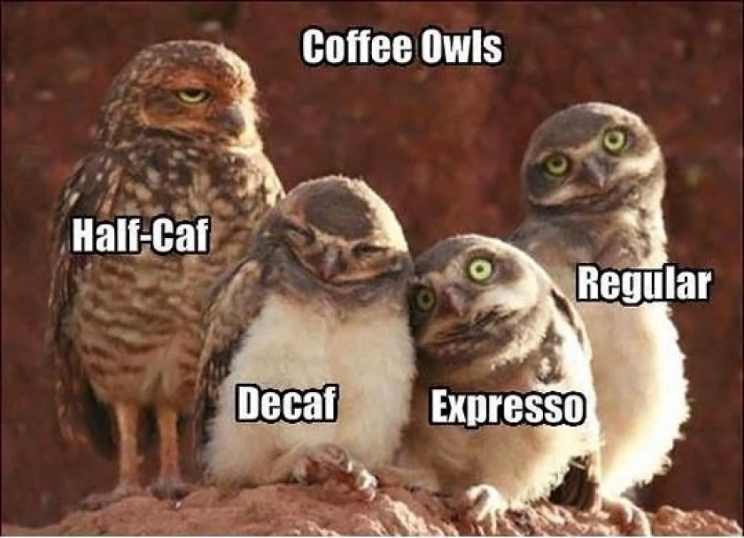 Coffee Explained With Owls