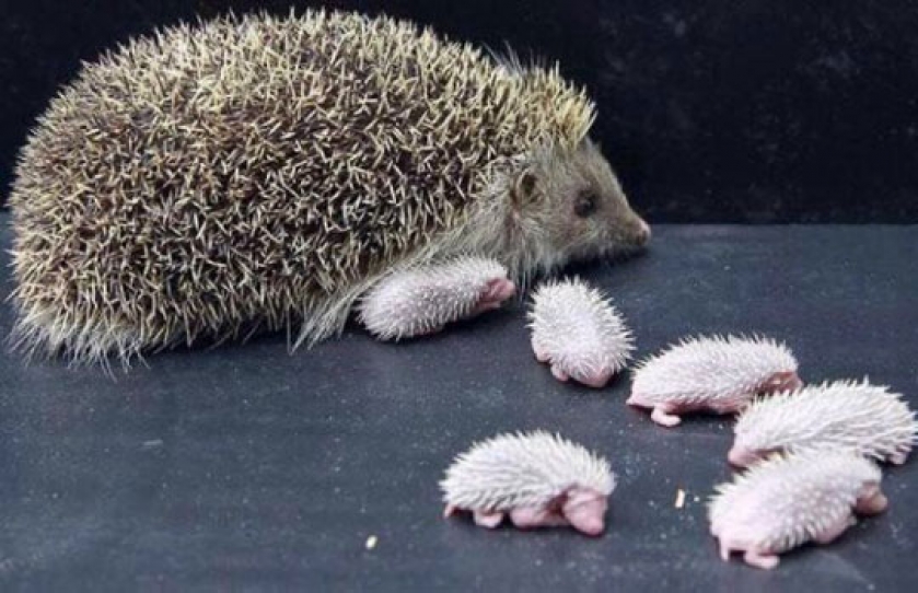 I’ve Never Seen Hedgehog Babies Before