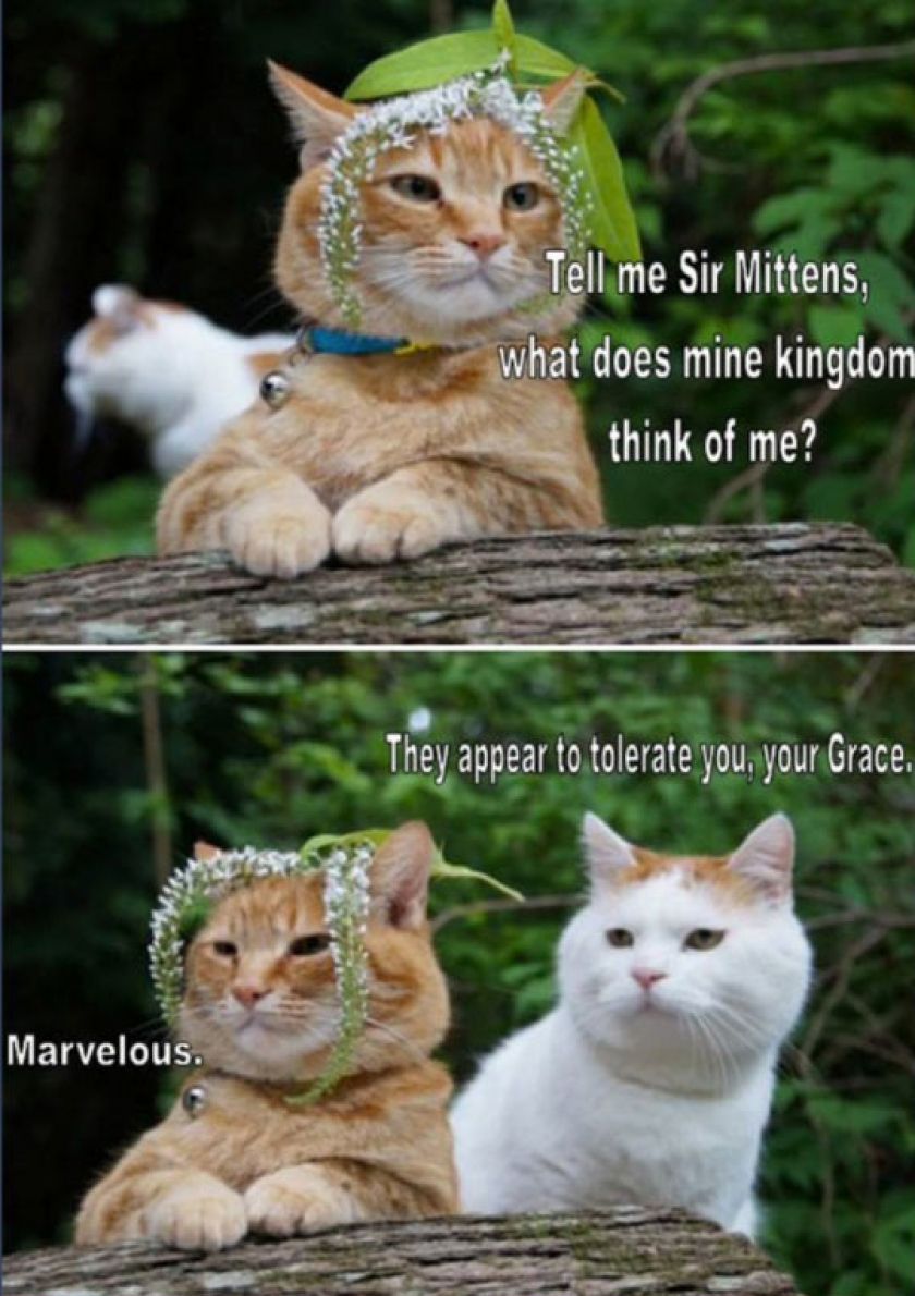 These Cats Crack Me Up Every Time