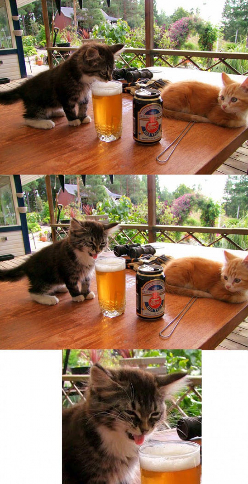 Kitten Tastes Beer For The First Time
