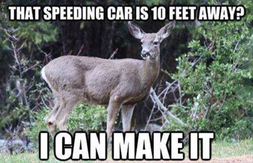                          Deer logic                      