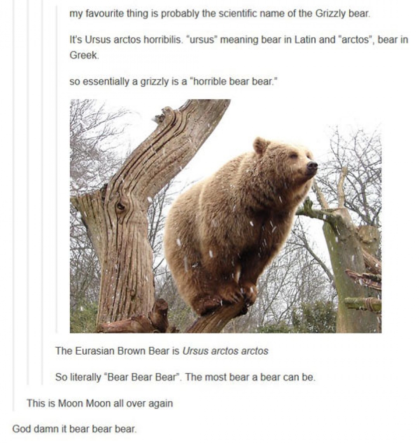 The Scientific Name Of The Bear