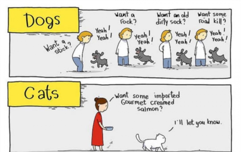 Cats Vs. Dogs In A Nutshell