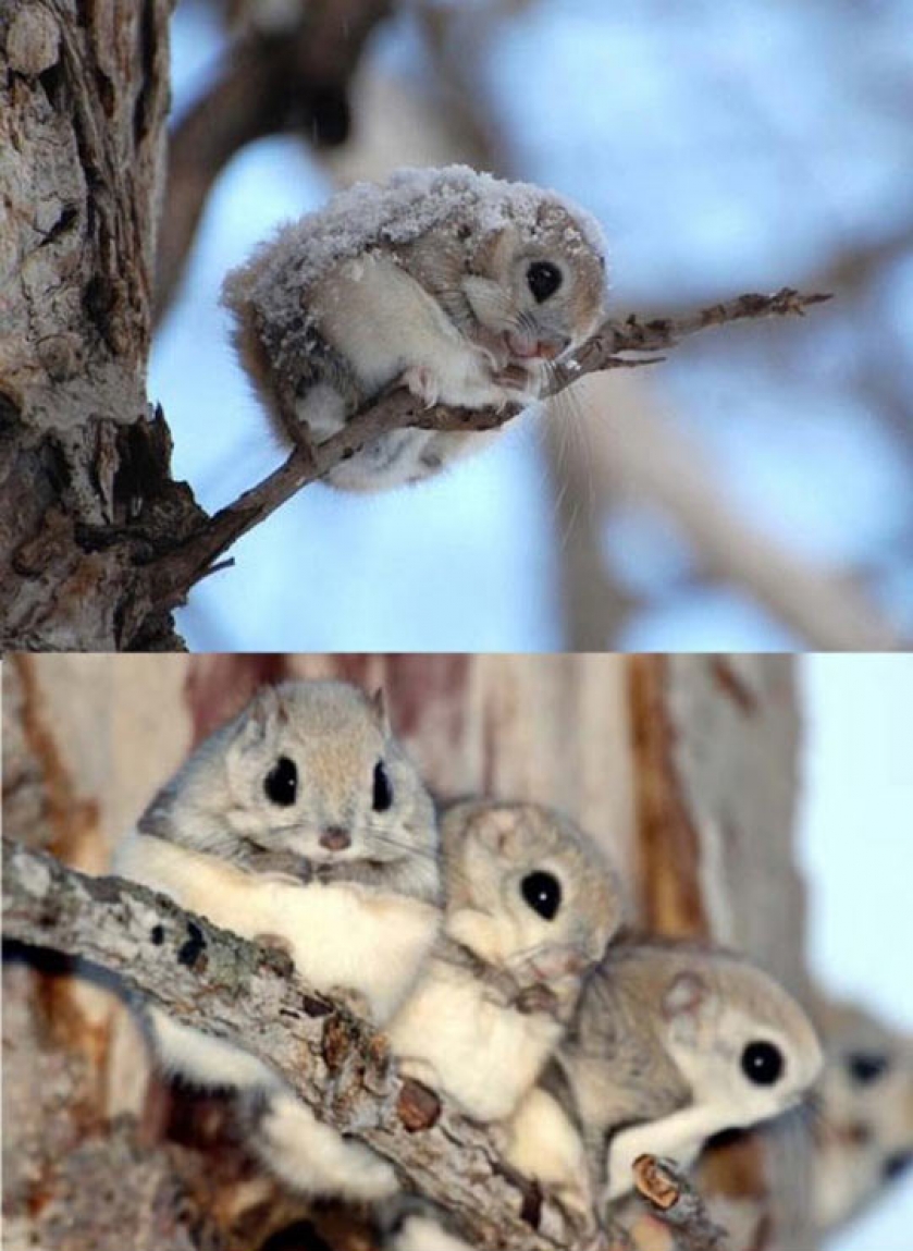 Japanese Flying Squirrels Are Adorable