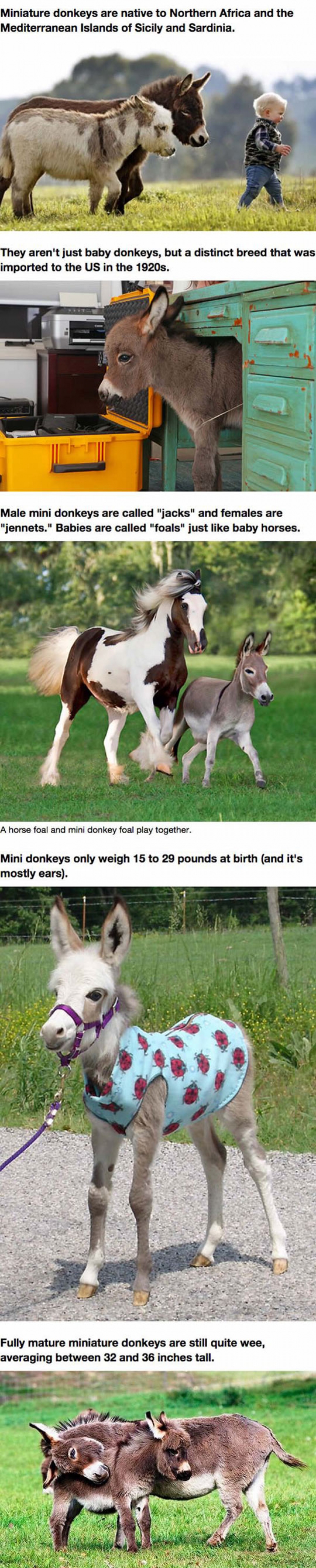 Mini Donkeys Are The Perfect Pets