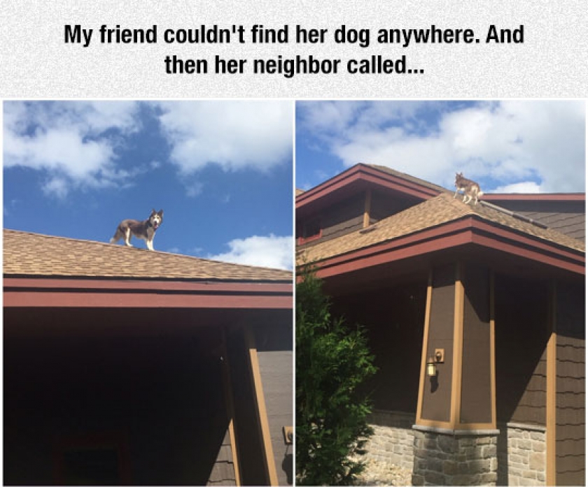 The Roof Husky Is The Most Mysterious Of The Breed