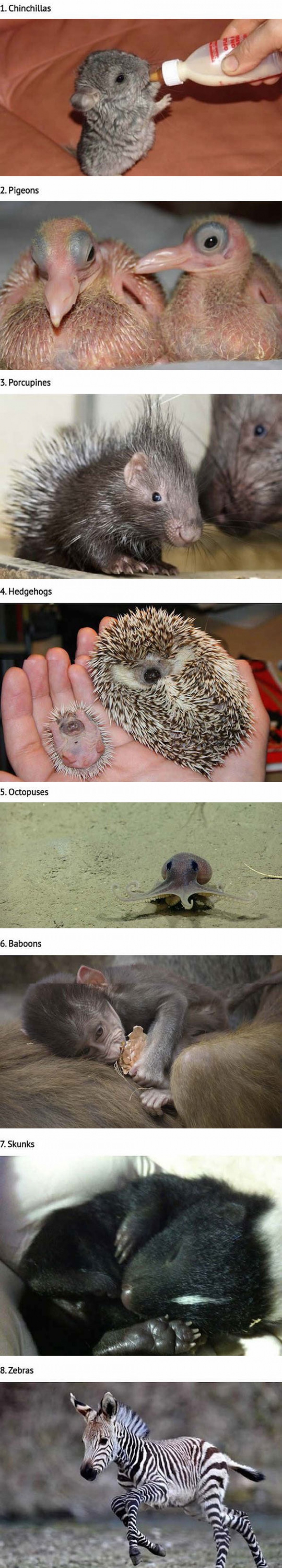 20 Animals That You’ve Probably Never Seen As Babies