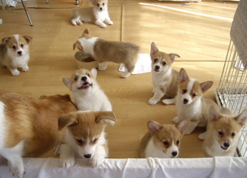 Just A Flock Of Corgis